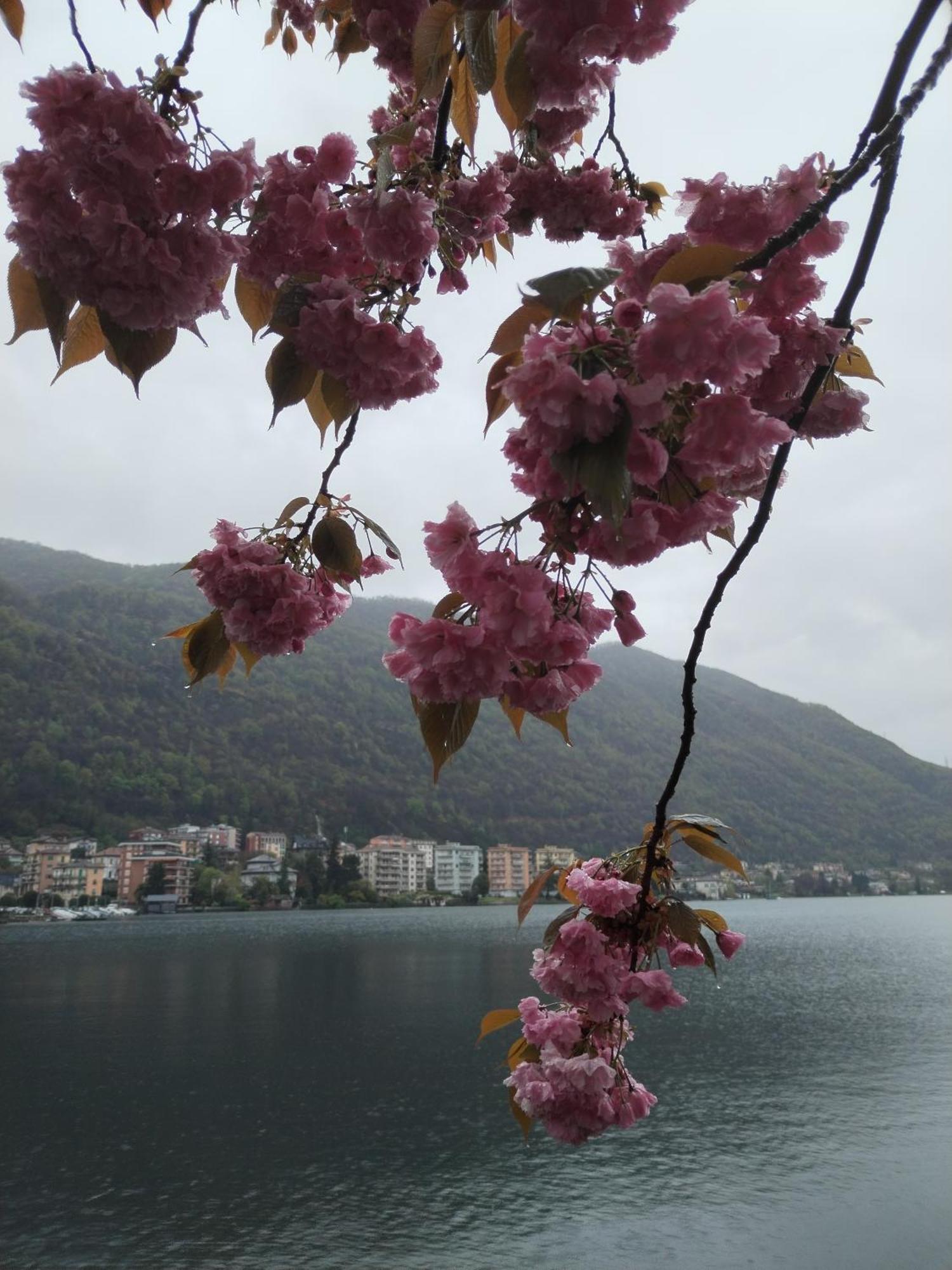 Un Balcone Sul Lago Omegna Luaran gambar